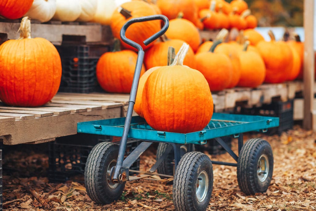 pumpkin patch