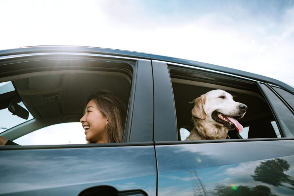 Dog in back seat